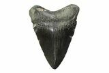 Fossil Megalodon Tooth - South Carolina #341396-1